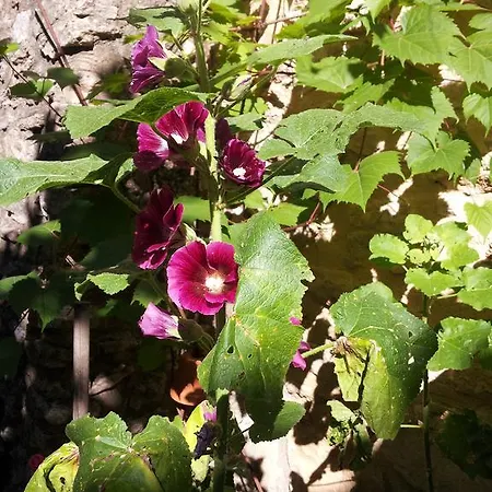 D'hotes Aux Tournesols Oda ve Kahvaltı Malaucène